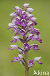 Soldaatje (Orchis militaris) 