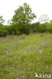 Soldaatje (Orchis militaris) 