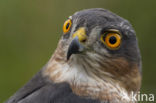 Sparrow Hawk (Accipiter nisus)