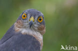 Sparrow Hawk (Accipiter nisus)