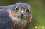 Sparrow Hawk (Accipiter nisus)