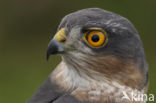 Sparrow Hawk (Accipiter nisus)