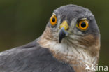Sparrow Hawk (Accipiter nisus)