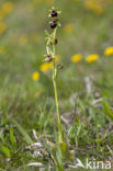 Early Spider Orchid (Ophrys sphegodes)