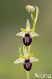 Early Spider Orchid (Ophrys sphegodes)