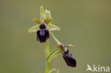 Early Spider Orchid (Ophrys sphegodes)