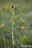 Early Spider Orchid (Ophrys sphegodes)