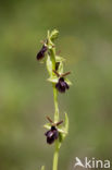 Early Spider Orchid (Ophrys sphegodes)