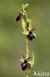 Early Spider Orchid (Ophrys sphegodes)