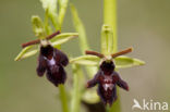 Early Spider Orchid (Ophrys sphegodes)