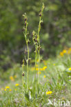 Early Spider Orchid (Ophrys sphegodes)