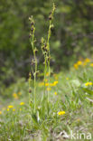 Spinnenorchis (Ophrys sphegodes)