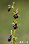 Early Spider Orchid (Ophrys sphegodes)