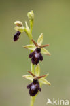 Early Spider Orchid (Ophrys sphegodes)