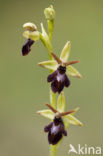 Early Spider Orchid (Ophrys sphegodes)