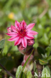 Spinnenweb huislook (Sempervivum arachnoideum)