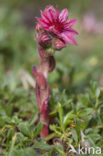 Cobweb houseleek (Sempervivum arachnoideum)