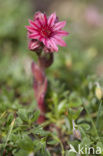 Cobweb houseleek (Sempervivum arachnoideum)