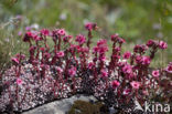 Spinnenweb huislook (Sempervivum arachnoideum)