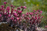 Spinnenweb huislook (Sempervivum arachnoideum)