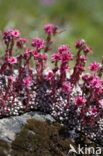 Spinnenweb huislook (Sempervivum arachnoideum)