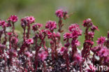 Cobweb houseleek (Sempervivum arachnoideum)