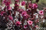 Cobweb houseleek (Sempervivum arachnoideum)