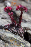 Cobweb houseleek (Sempervivum arachnoideum)