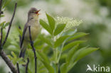 Icterine Warbler (Hippolais icterina)