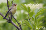 Icterine Warbler (Hippolais icterina)