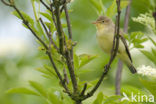 Icterine Warbler (Hippolais icterina)