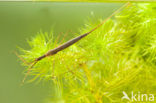 Waterstick insect 