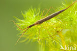 Waterstick insect 