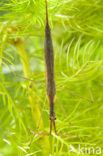 Staafwants (Ranatra linearis)