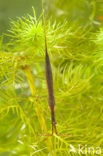 Waterstick insect 