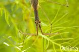 Waterstick insect 