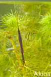 Waterstick insect 