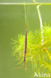 Waterstick insect 