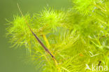 Waterstick insect 