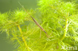 Waterstick insect 