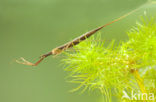 Waterstick insect 