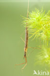 Waterstick insect 