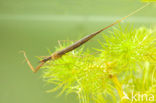 Waterstick insect 