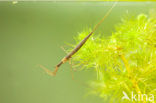 Waterstick insect 