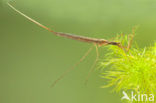 Waterstick insect 