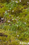 starry saxifrage (Saxifraga stellaris)