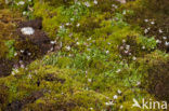 starry saxifrage (Saxifraga stellaris)