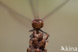 Steenrode heidelibel (Sympetrum vulgatum)