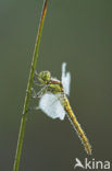 Steenrode heidelibel (Sympetrum vulgatum)