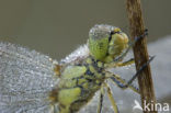 Vagrant Darter (Sympetrum vulgatum)